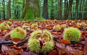 COLDIRETTI FVG PROMUOVE  LEGGE A DI TUTELA CASTAGNETI