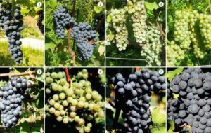 VITIGNI RESISTENTI: IL PRESIDENTE DELL’UFFICIO COMUNITARIO DELLE VARIETÀ VEGETALI IN VISITA ALL’ATENEO E ALL’IGA