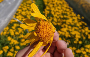 OSCAR GREEN: IL FVG CON L’ARNICA DEL  PROGETTO ARMO1191