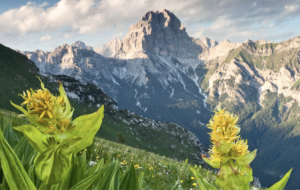 LA DOLOMITI MOUNTAIN SCHOOL SI FA IN QUATTRO