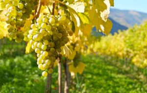 RIBOLLA GIALLA: STUDIO UNIVERSITÁ STABILISCE I PARAMETRI DELLA QUALITÀ
