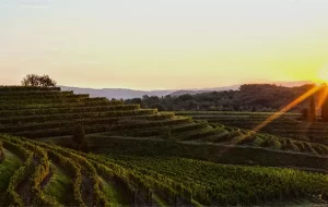 VENDEMMIA COLLIO 2022: LA CRISI IDRICA NON LA COMPROMETTE