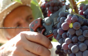 COLDIRETTI FVG: “VINI DI OTTIMA QUALITÀ