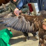 LEONARDO TORNA A VOLARE: RILASCIATA L’AQUILA REALE CURATA DALL’ATENEO DI UDINE