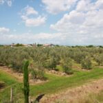 DIMINUISCE LA PRODUZIONE DI OLIVE FRIULANE MA L’OLIO RIMANE DI ALTA QUALITA’