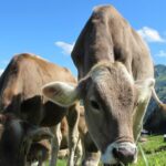 IN FVG IL PRIMO STUDIO SU SCALA REGIONALE DELL’IMPATTO DELLE BOVINE DA LATTE