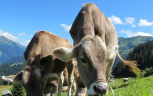 IN FVG IL PRIMO STUDIO SU SCALA REGIONALE DELL’IMPATTO DELLE BOVINE DA LATTE