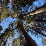 FVG – “SCOPERTO” L’ABETE BIANCO DEI RECORD