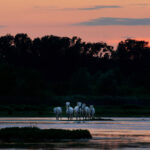 FVG – IN PELLEGRINAGGIO SOTTO LE STELLE A GRADO E BARBANA