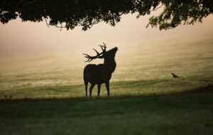 FVG – ASSAGGI PASSAGGI MESSAGGI DI UN TERRITORIO
