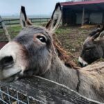 VENETO – DOMENICA 12.10: 174 FATTORIE DIDATTICHE APERTE