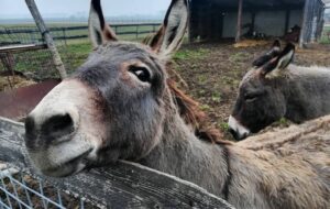 VENETO – DOMENICA 12.10: 174 FATTORIE DIDATTICHE APERTE