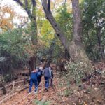 FVG – ALLA SCOPERTA DEI CASTAGNI MONUMENTALI SULLE PENDICI DEL CASTELLO DI GORIZIA