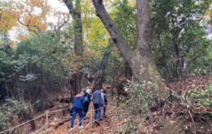 FVG – ALLA SCOPERTA DEI CASTAGNI MONUMENTALI SULLE PENDICI DEL CASTELLO DI GORIZIA