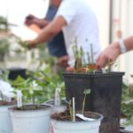 FAGAGNA – LE STORIE RACCHIUSE DENTRO LE ROSE ANTICHE