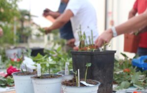 FAGAGNA – LE STORIE RACCHIUSE DENTRO LE ROSE ANTICHE