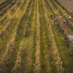 FVG – ARCHEOVINUM: VINO E ARCHEOLOGIA, AQUILEIA PROTAGONISTA